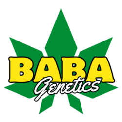 Baba Genetics